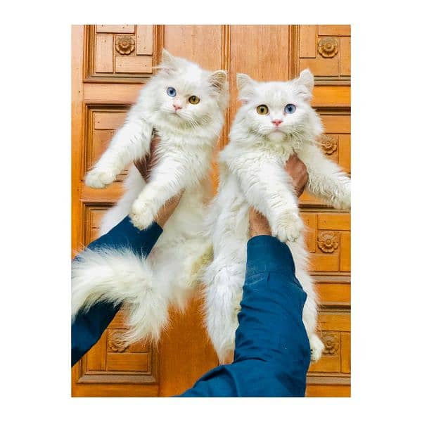 Persian Punch face triple coat cat Kitten 0