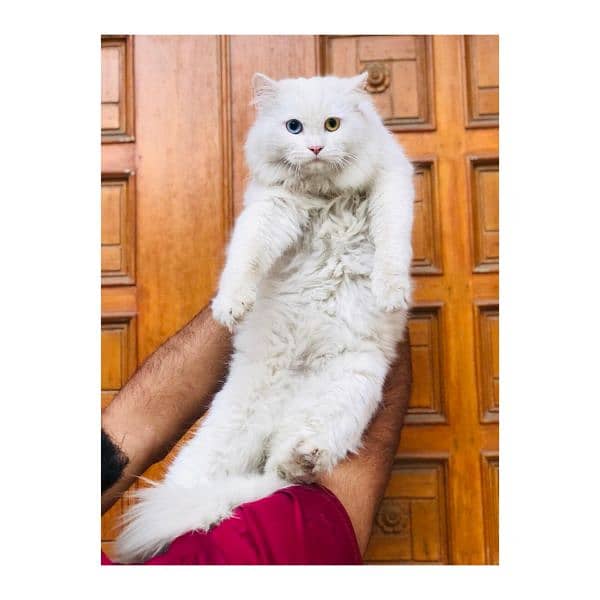 Persian Punch face triple coat cat Kitten 1