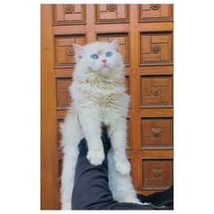 Persian triple coated punch face kitten available for sale