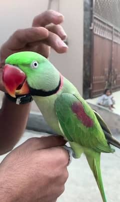 raw parrot for sale my WhatsApp number 03267483108