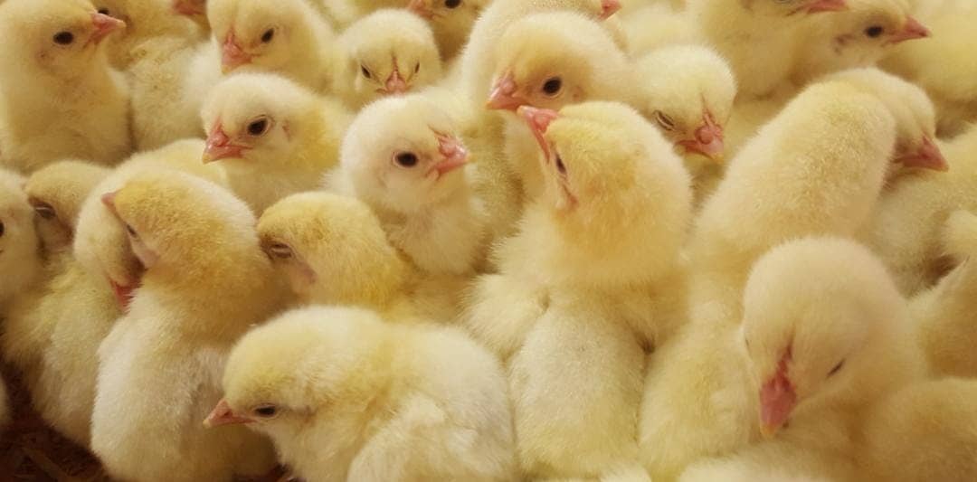 Broiler chicks, chozy, hatchery master 0321 4367403 0