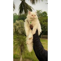 Persian triple coated punch face kitten available for sale