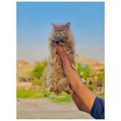 Persian triple coated punch face kitten available for sale