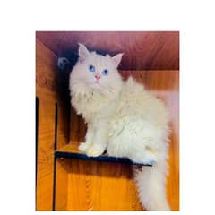 Persian triple coated punch face kitten available for sale