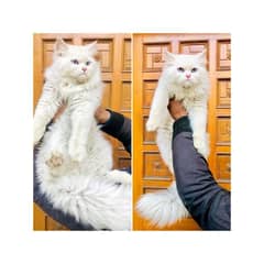 Persian Punch face triple coat cat Kitten