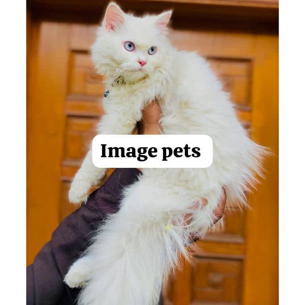 Persian Punch face triple coat cat Kitten 6