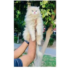 Persian Punch face triple coat cat Kitten