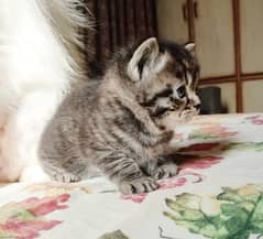 Adorable Triple-Coated Persian Kittens – Litter Trained & Healthy