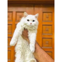 Persian triple coated punch face kitten available for sale