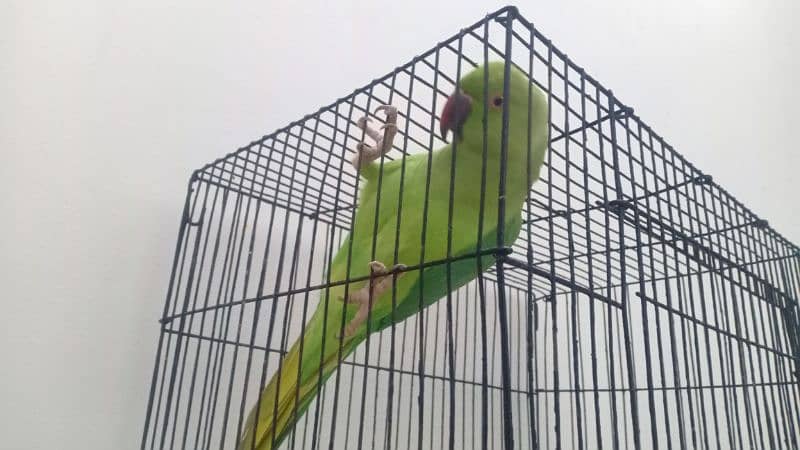 ring neck parrot,can talk ,sing and dance 1