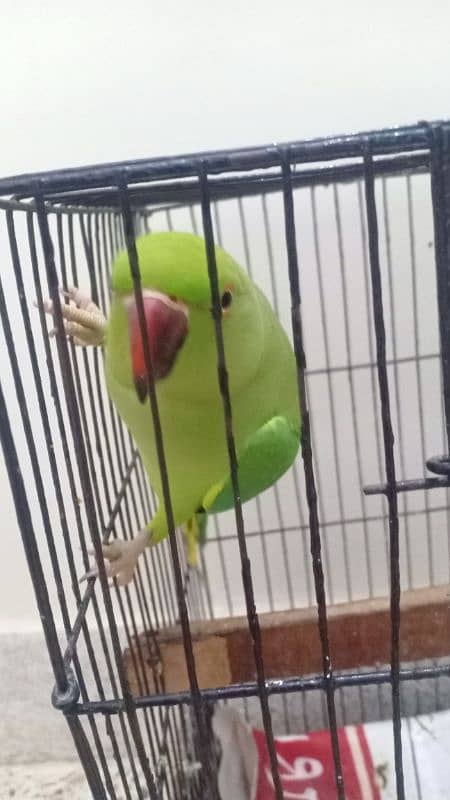 ring neck parrot,can talk ,sing and dance 2