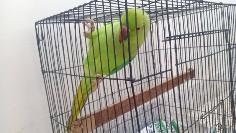 ring neck parrot,can talk ,sing and dance 3