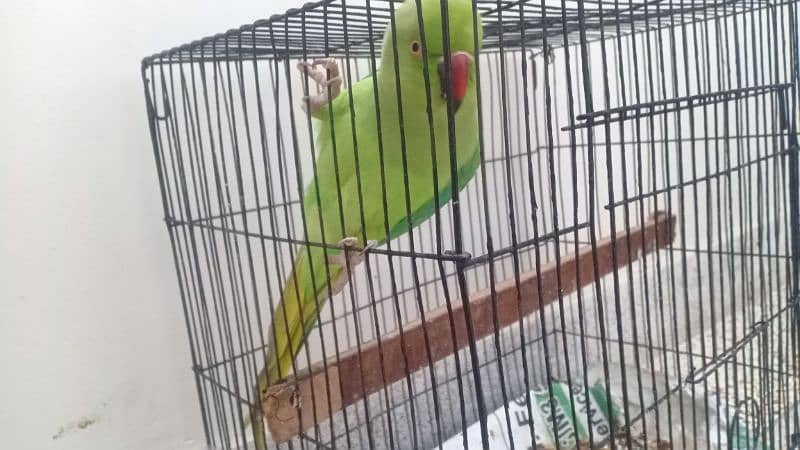 ring neck parrot,can talk ,sing and dance 4