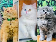 Persian Punch face triple coat cat Kitten