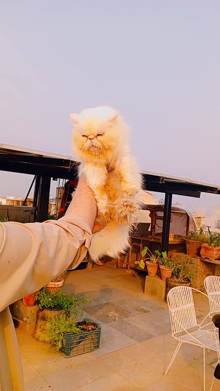 piki  Persian Adult  cat 1