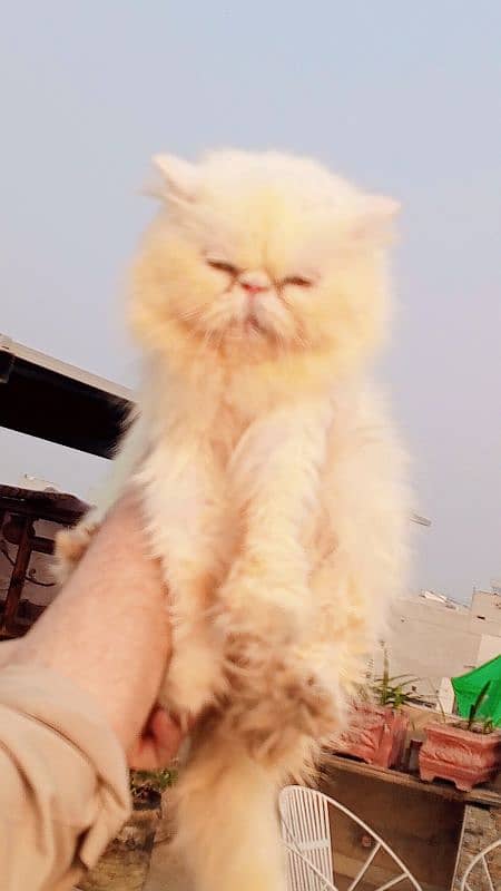 piki  Persian Adult  cat 3