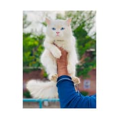 Persian Punch face triple coat cat Kitten