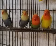 Lovebird Pathay