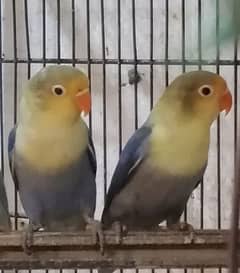 Lovebird Pathay