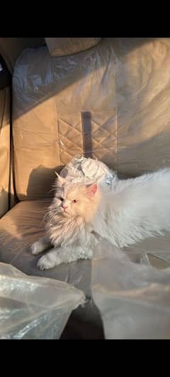 long hair Persian beautiful male for sale