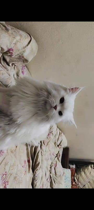 long hair Persian beautiful male for sale 1