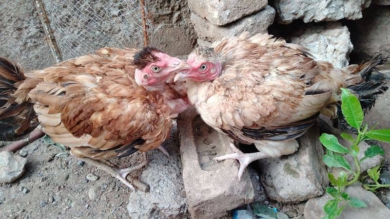 2Aseel hens and 1 Aseel male 0