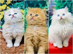 Persian Punch face triple coat cat Kitten