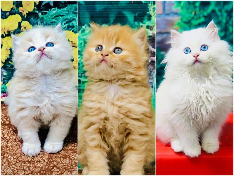 Persian Punch face triple coat cat Kitten 0