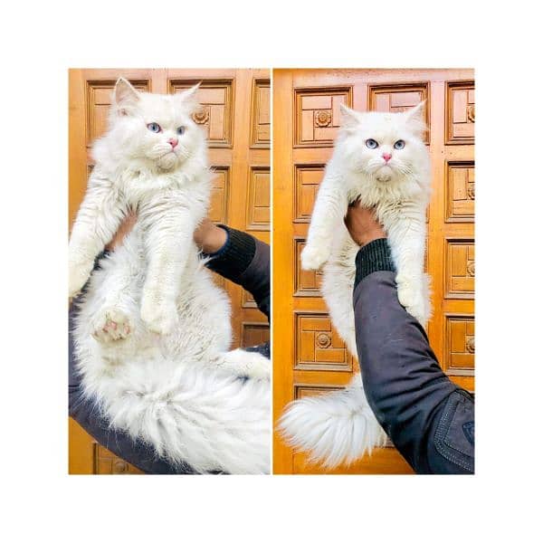 Persian Punch face triple coat cat Kitten 1