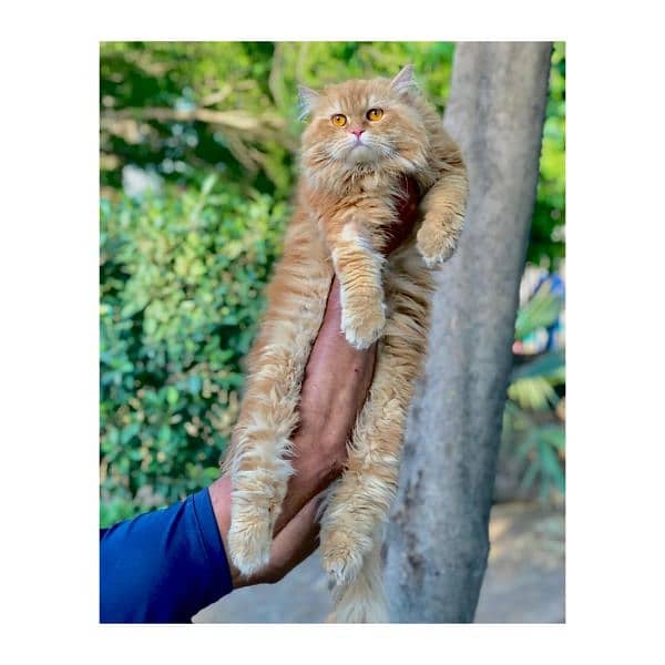 Persian Punch face triple coat cat Kitten 8