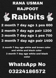 daci Rabbit for sale 03224186572