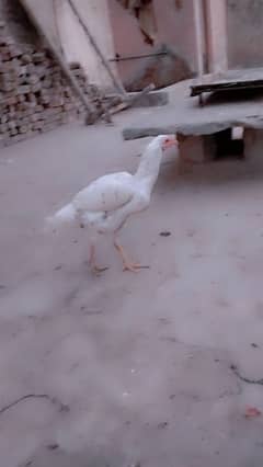 healthy & active white aseel madi for sale