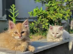 PERSIAN kittens (2 months old)