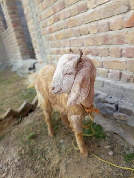 goat, 3