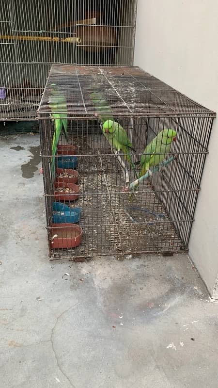 3 ringneck males 0