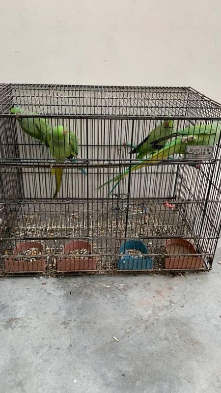 3 ringneck males 1