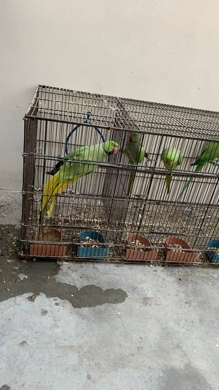 3 ringneck males 2