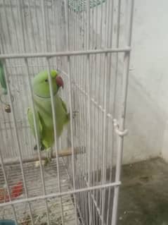 Parrot