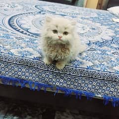 percian Male Cat For Sale Age 1 Month Khushab City