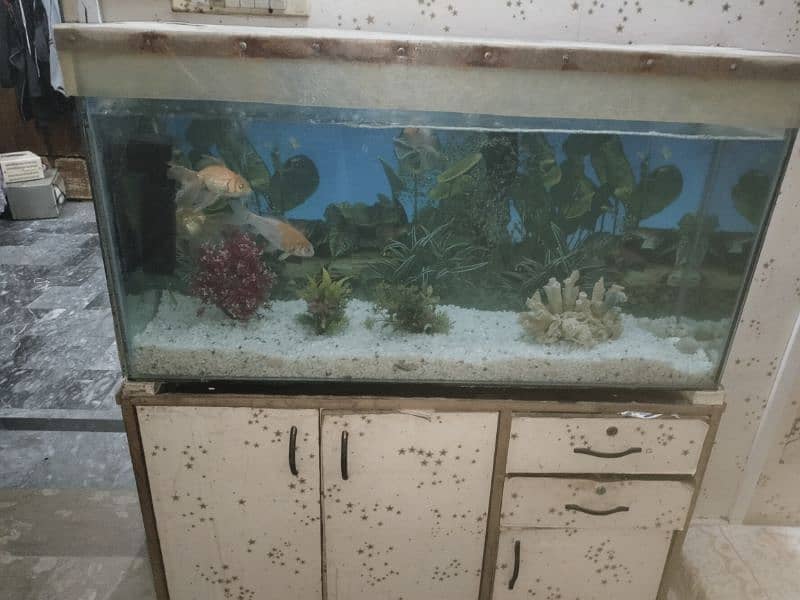 fish aquarium 2