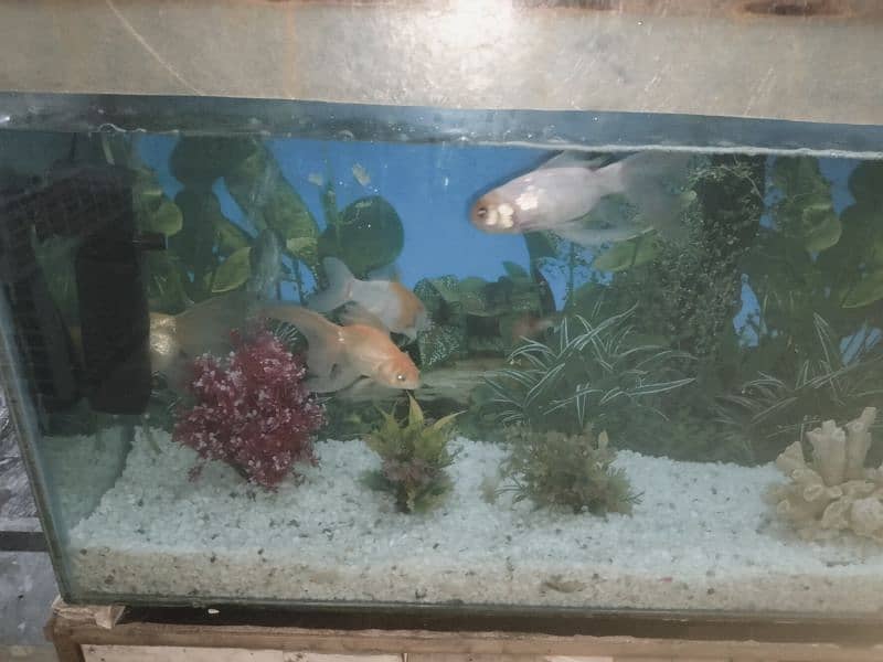 fish aquarium 3