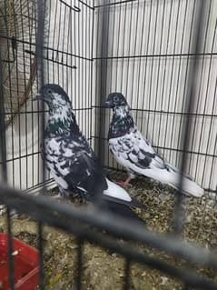 bataira pair is available on pure condition