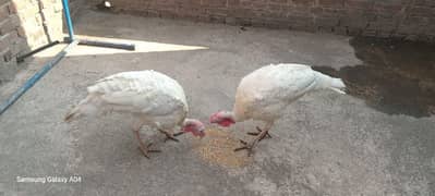 pure white turkey breeder male