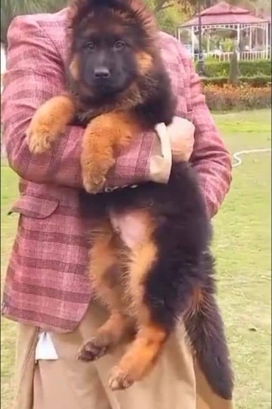 Top quality  German Shepherd puppy  for sale WhatsApp 03287625932 0