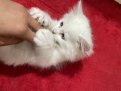 Persian kittens/Triple coated