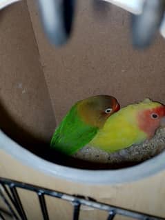 2 lovebirds pairs