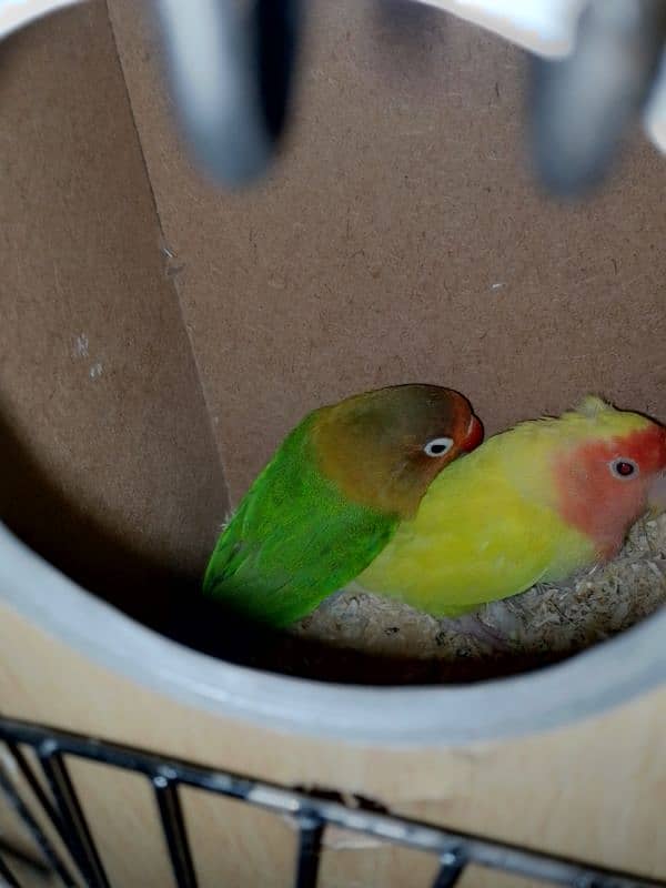 2 lovebirds pairs 0