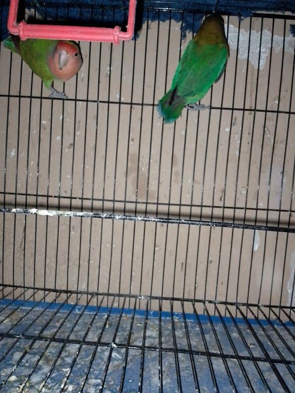 2 lovebirds pairs 3