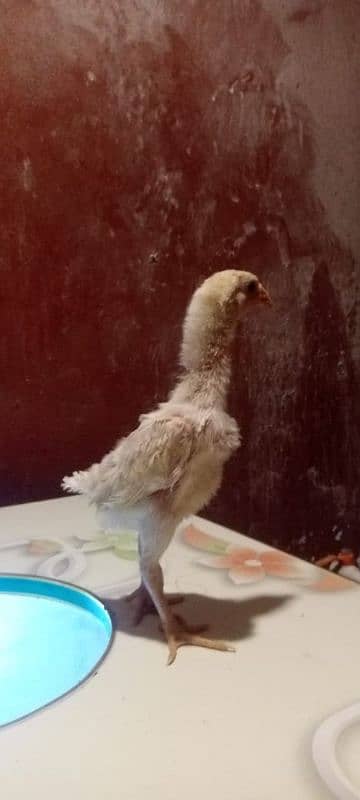 Parrot Beak + Pakistani Cross Chicks | shamoo white Chicks | 12000 per 16