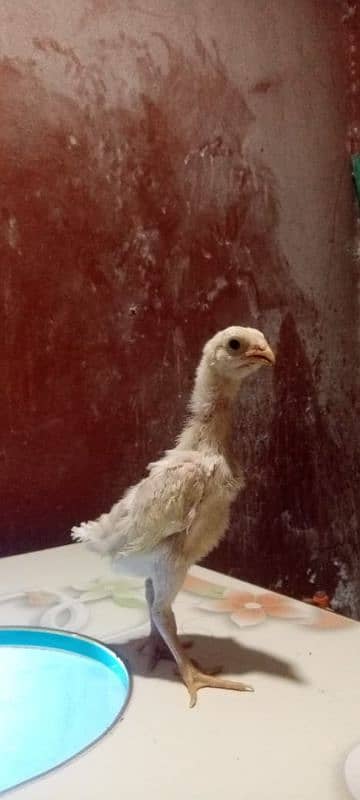 Parrot Beak + Pakistani Cross Chicks | shamoo white Chicks | 12000 per 17